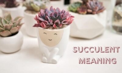 Succulent