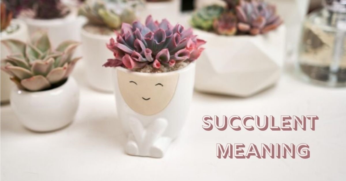 Succulent