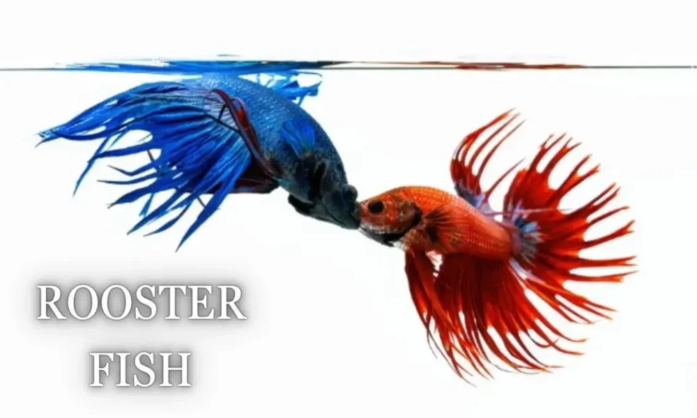 Rooster Fish