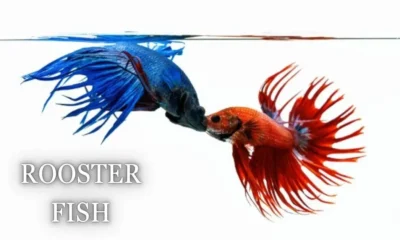 Rooster Fish