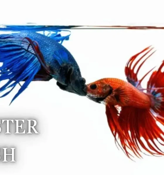 Rooster Fish