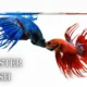 Rooster Fish