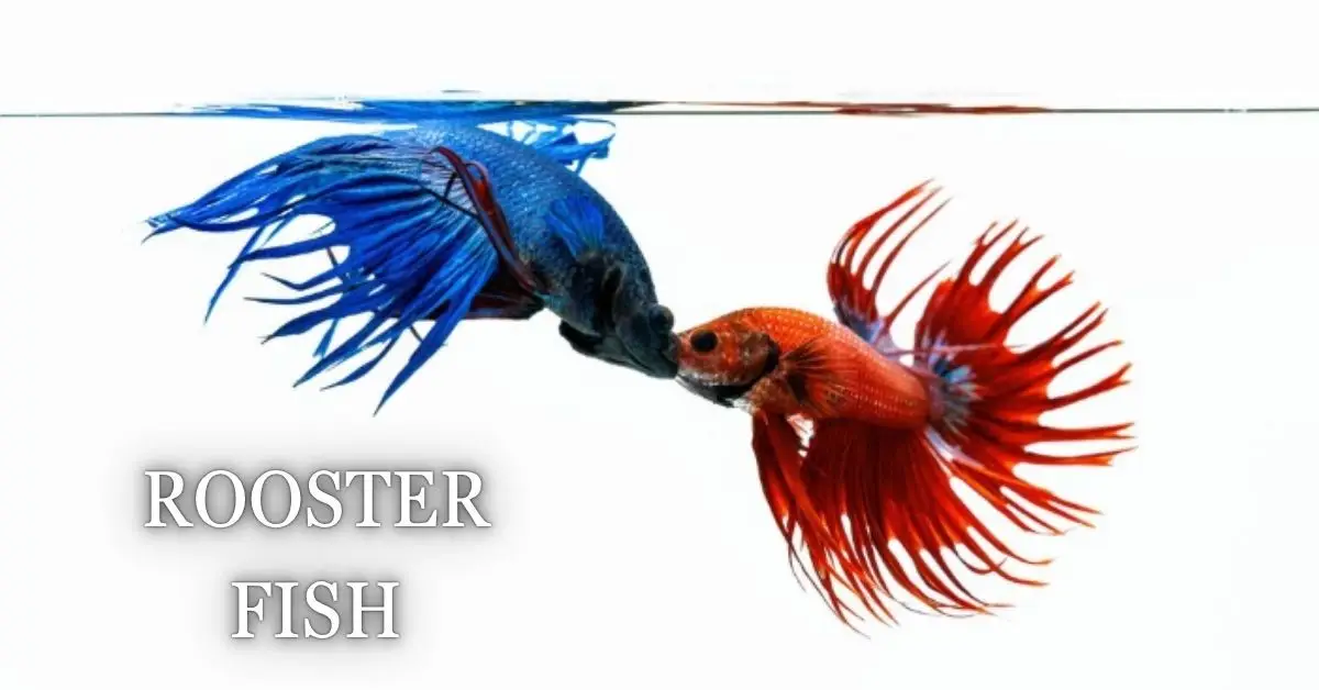 Rooster Fish